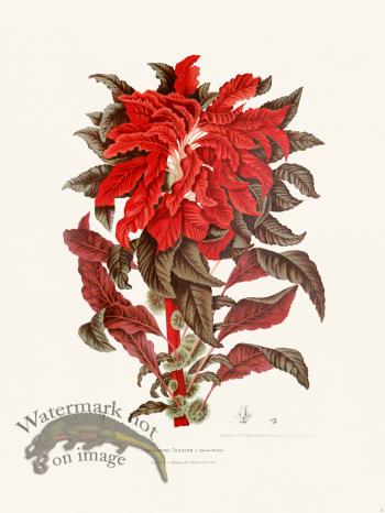 Horticulture of Java 12